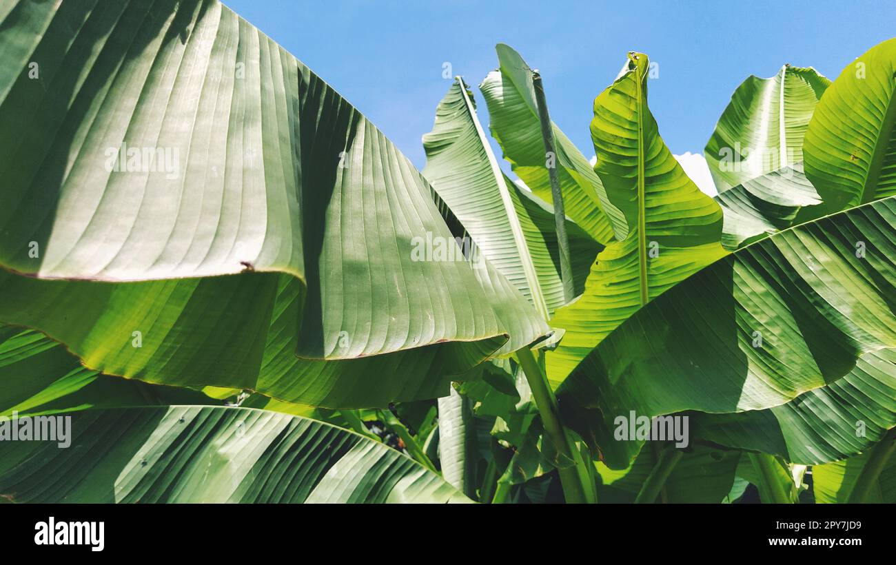 Green Banana Leaf in der Natur, Banana leaf Stockfoto