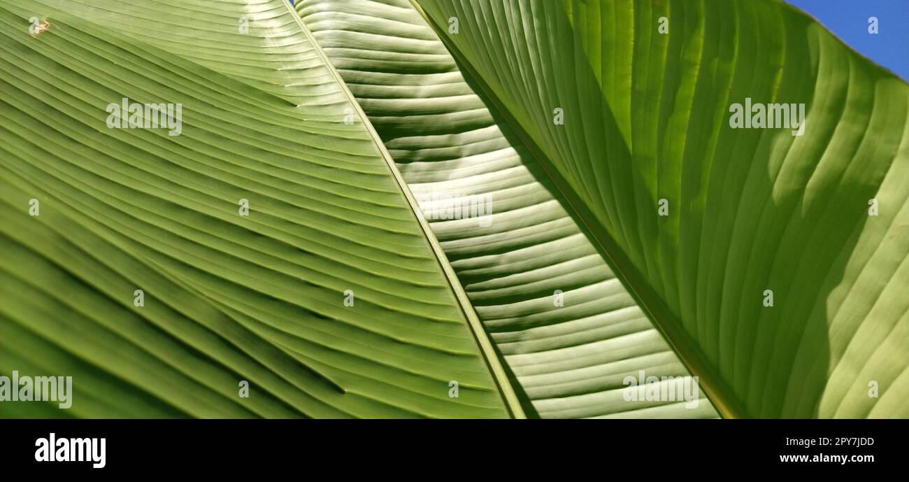 Green Banana Leaf in der Natur, Banana leaf Stockfoto