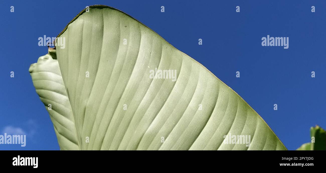 Grüne Bananenblätter in der Natur, Bananenblätter. Stockfoto