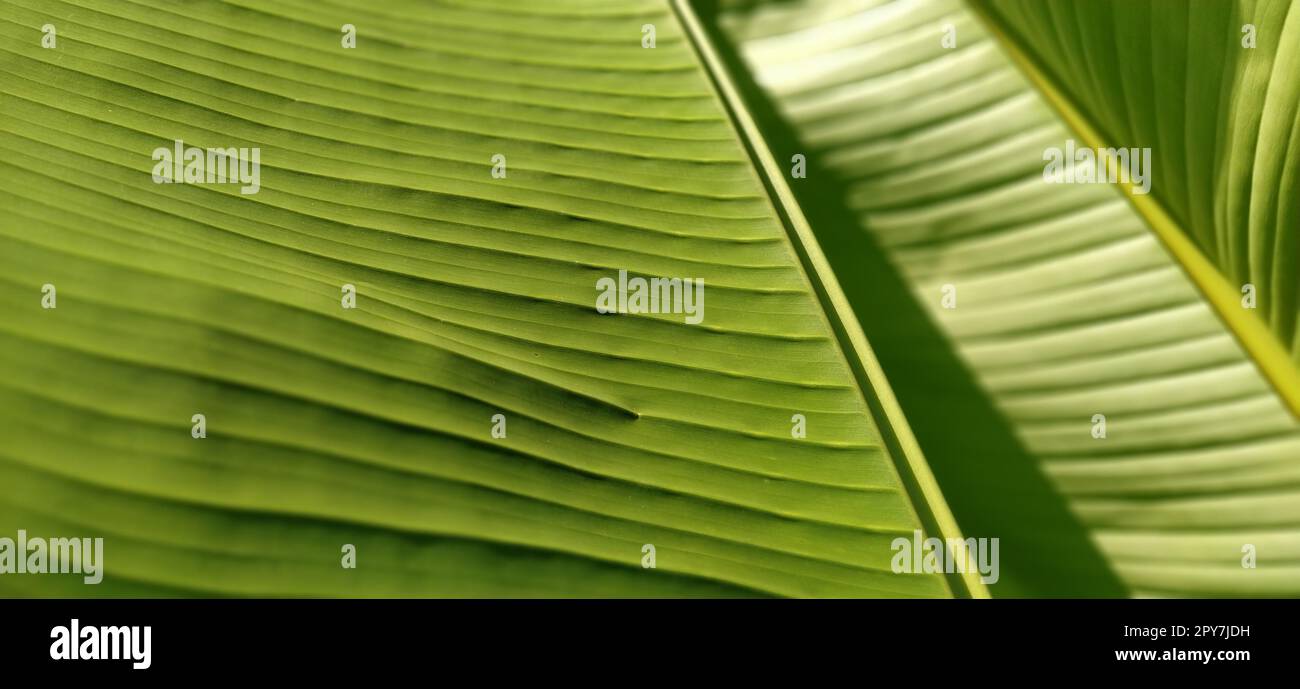 Green Banana Leaf in der Natur, Banana leaf Stockfoto