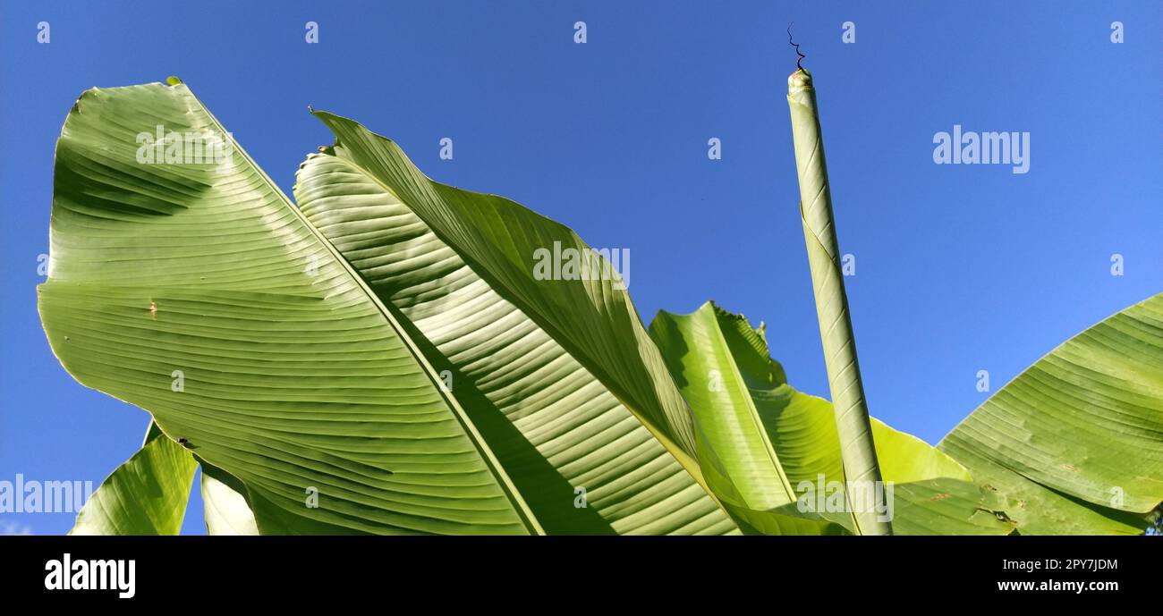 Grüne Bananenblätter in der Natur, Bananenblätter. Stockfoto