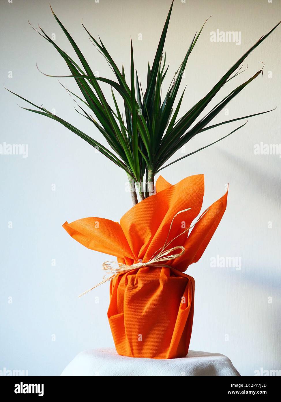 Dracaena, tropische Pflanze als Innenausstattung. Ein Geschenk in orangefarbenem Geschenkpapier auf einem Tisch mit einer weißen Serviette. Weißer Hintergrund. Dracaena oder Dracaenaceae Stockfoto