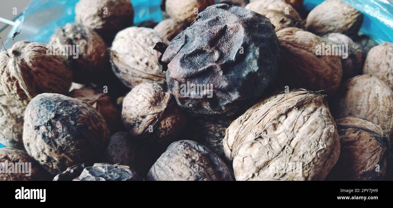 Walnüsse-Nahaufnahme. Nussernte. Walnussfrüchte, abgerundete große Trommeln mit einem Samen. Eine gesunde Ernährung, die Glyceride von Linol-, Öl-, Stearin-, Palmiten- und Linolensäuren enthält Stockfoto