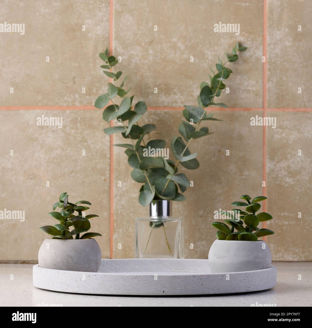 Keramiktopf mit Pflanze auf dem Tisch Stockfoto