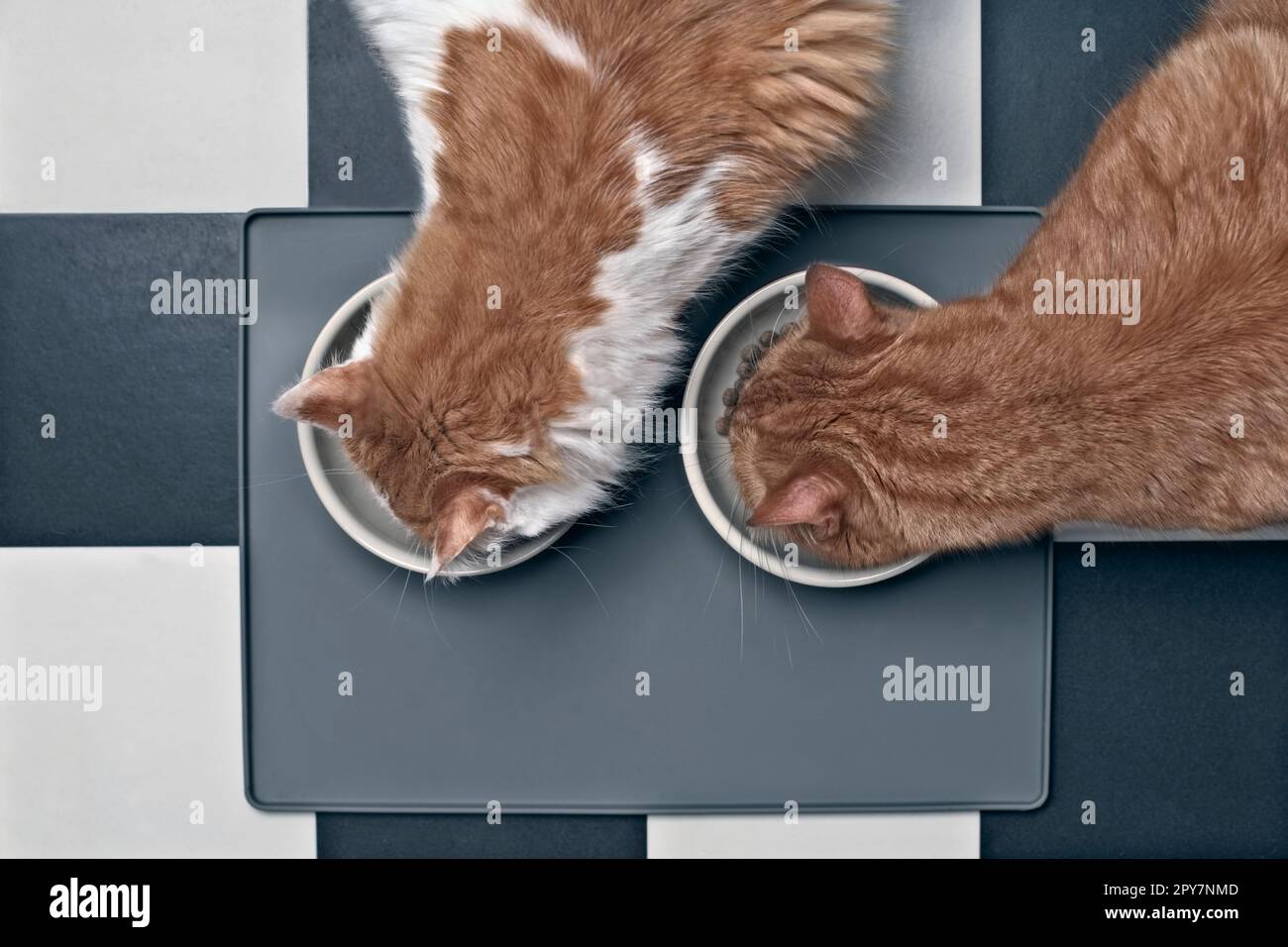 Zwei Katzen, die Nahrung essen, direkt von oben gesehen. Stockfoto