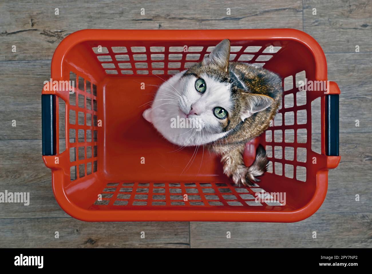 Niedliche tabby Katze sitzt in einem roten Wäschekorb und schaut neugierig auf die Kamera, direkt von oben gesehen. Stockfoto