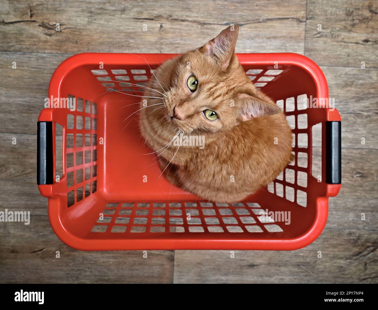 Süße Ingwerkatze sitzt in einem roten Wäschekorb und sieht für die Kamera neugierig aus, direkt von oben gesehen Stockfoto