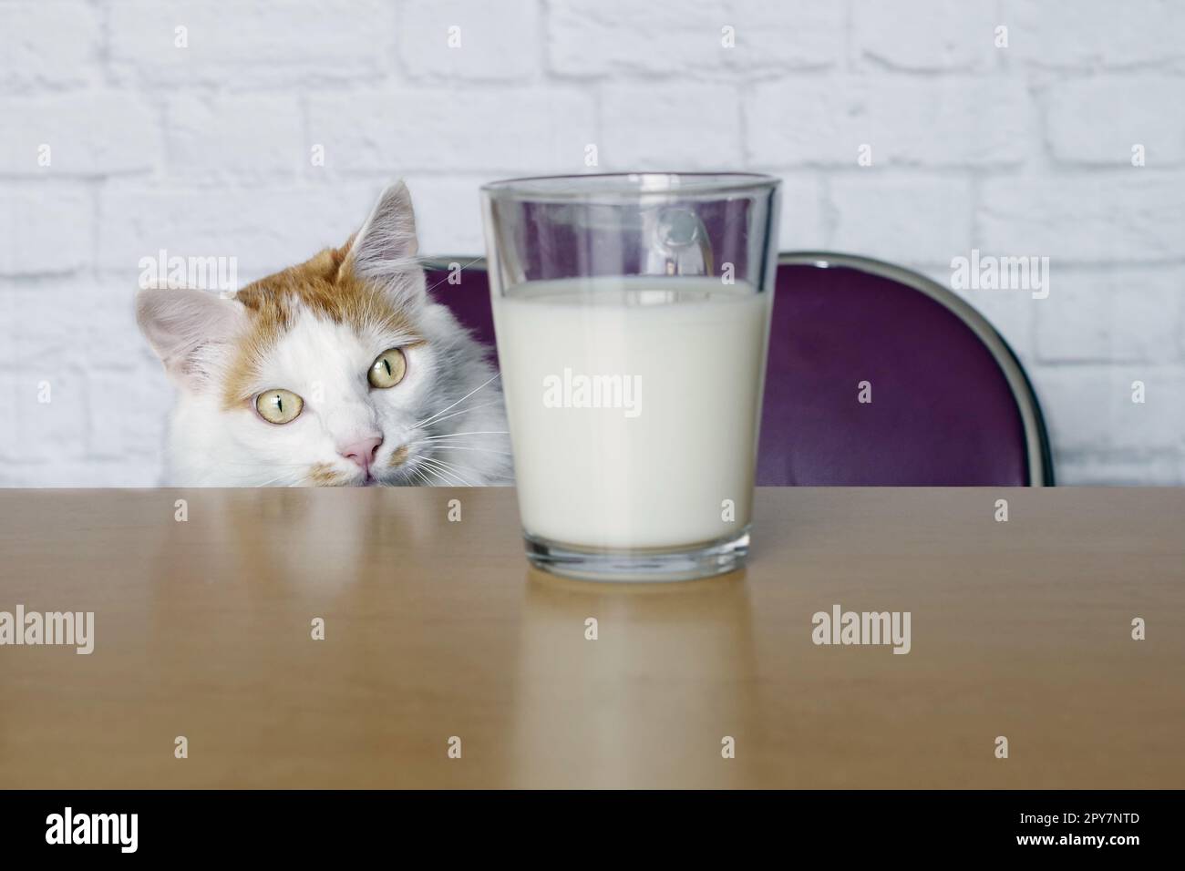 Komische Katze, die neugierig auf Milch in einem Becher ist. Stockfoto