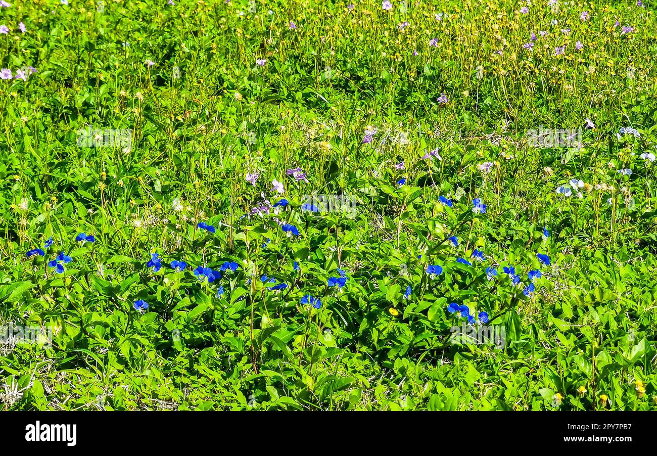 Blaue kleine Blumen auf grünem tropischem Rasen in Tulum Mexico. Stockfoto