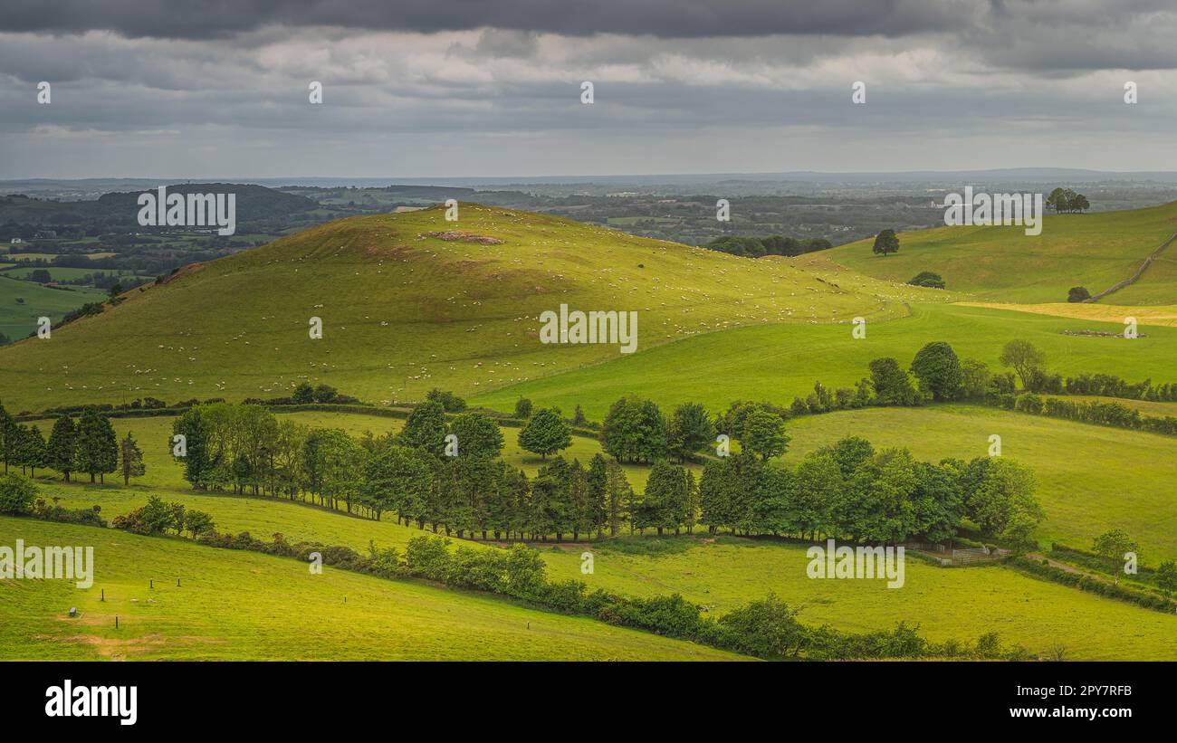 Hunderte von Schafen grasen auf den grünen Hügeln des alten Loughcrew Cairns, Irland Stockfoto