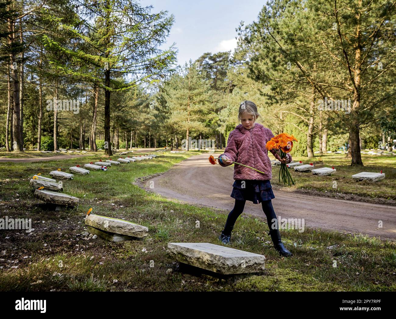 LOENEN - Kinder platzieren 4000 Gerberas, eine auf jedem Grab, im Loenen National Ereveld. Jedes Jahr findet am 4. Mai eine Gedenkfeier für die Toten auf dem Friedhof statt, auf dem Jung und Alt gemeinsam über die Folgen des Krieges und seine Auswirkungen auf das Leben der nächsten Angehörigen nachdenken. ANP REMKO DE WAAL niederlande raus - belgien raus Stockfoto