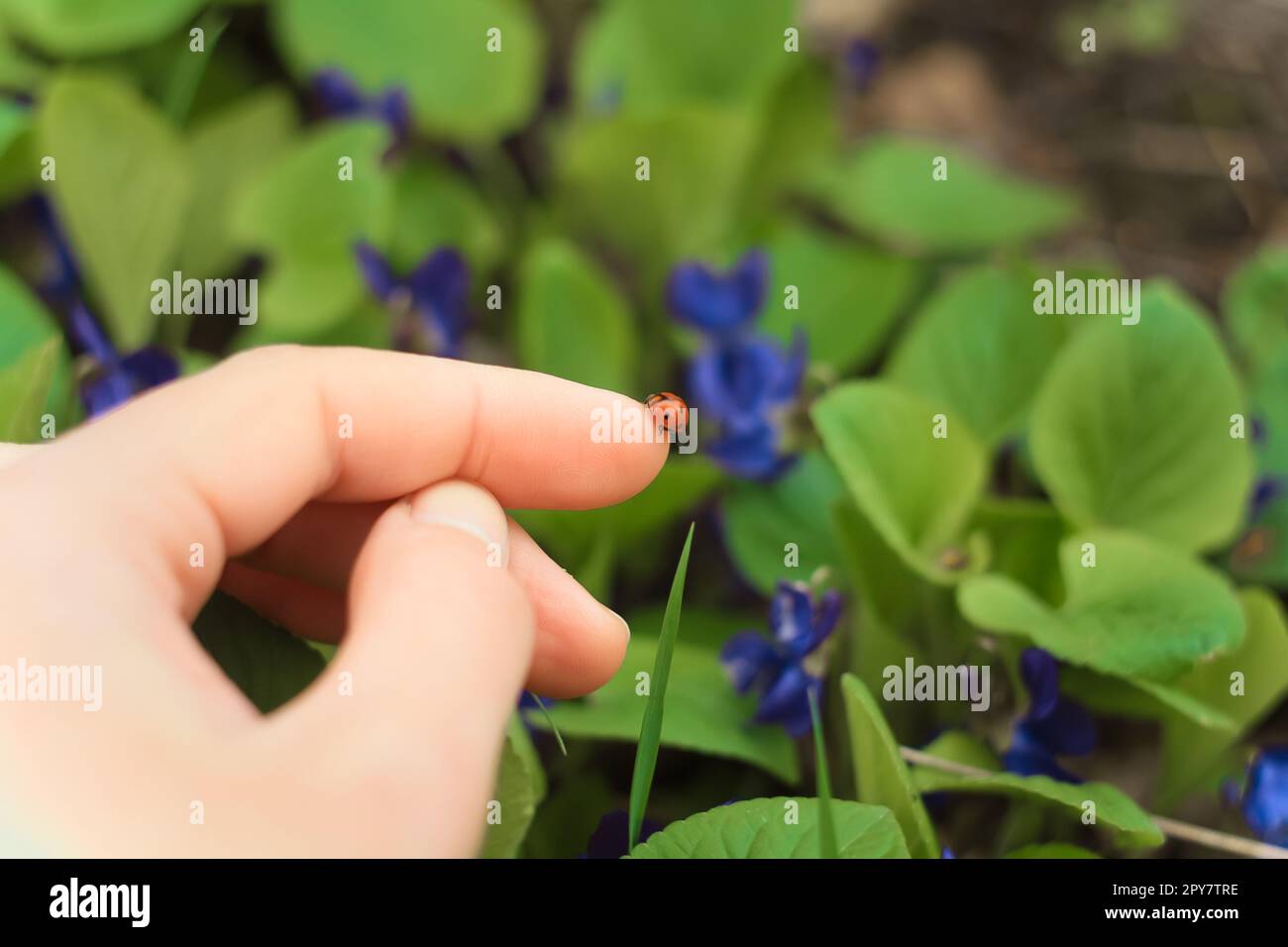 Nahaufnahme des niedlichen Käfers auf den Fingern Konzeptfoto Stockfoto
