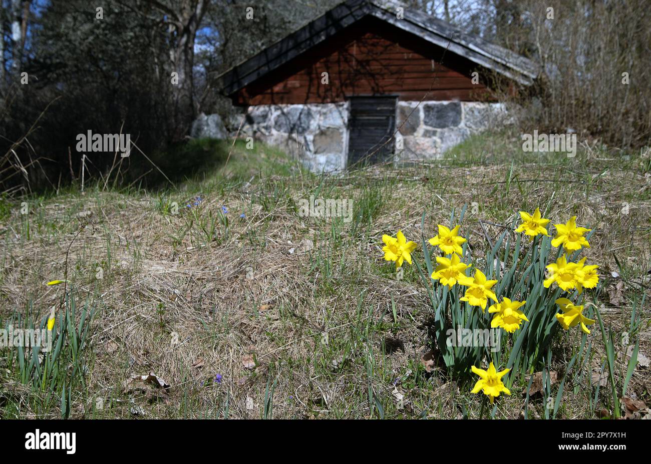 Narzissen vor einem Erdkeller Stockfoto