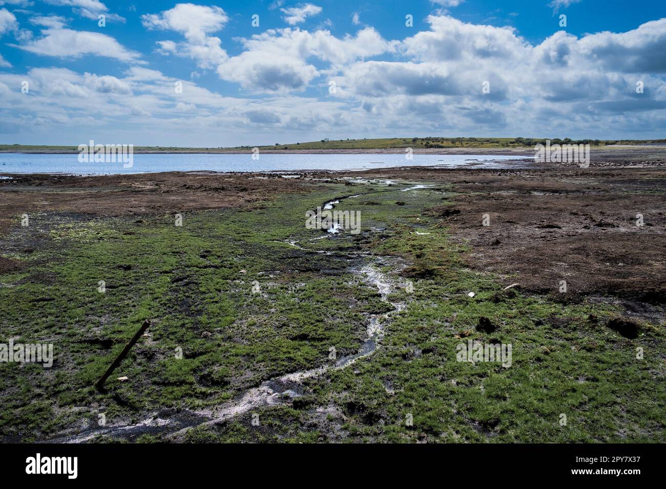 Das schlammige Seenbett wurde durch schwere Dürrebedingungen am Colliford Lake Reservoir auf Bodmin Moor in Cornwall in Großbritannien ausgesetzt. Stockfoto