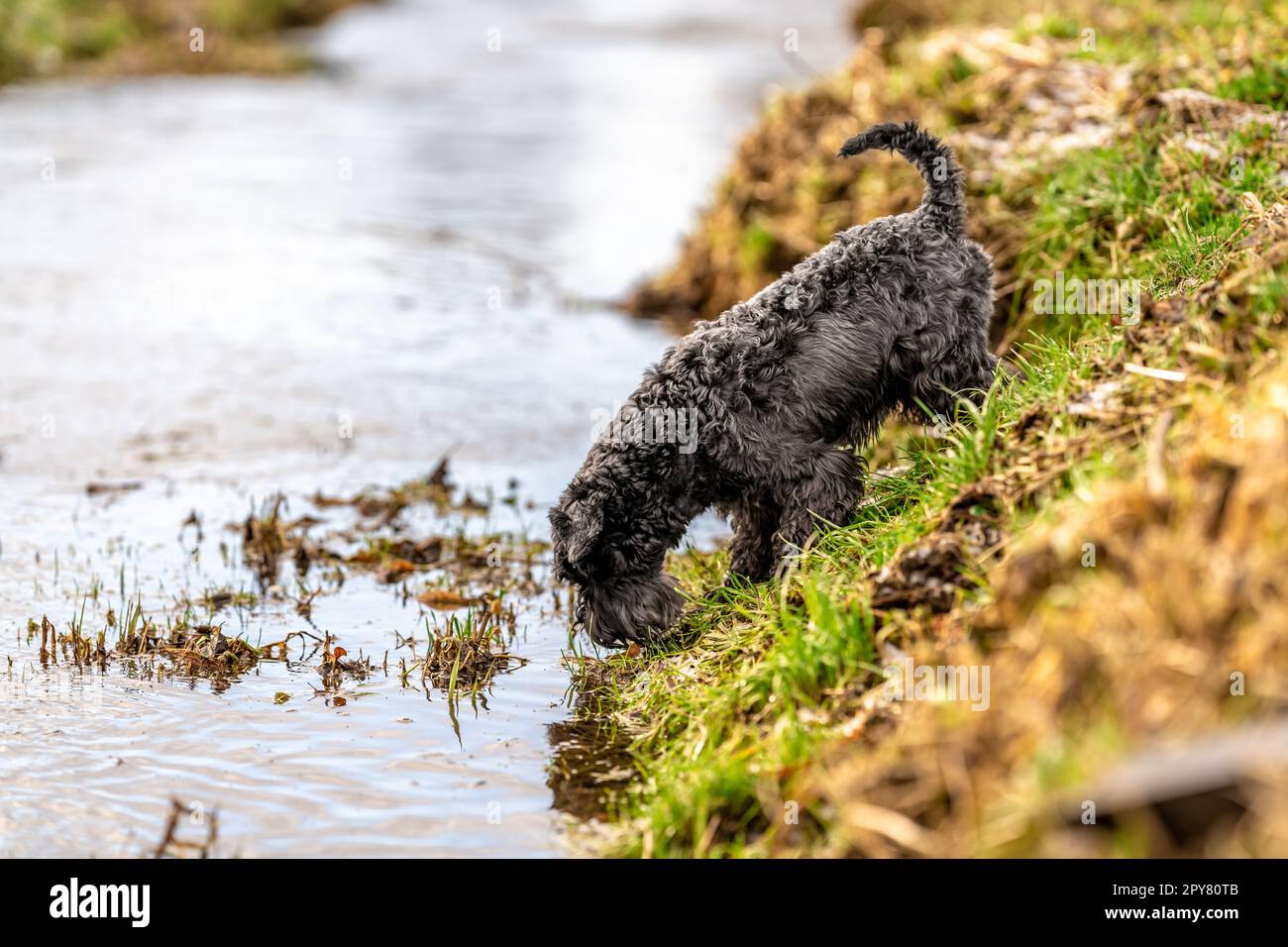 Kleiner schwarzer Schnauzer-Hund trinkt Wasser aus dem Fluss Stockfoto