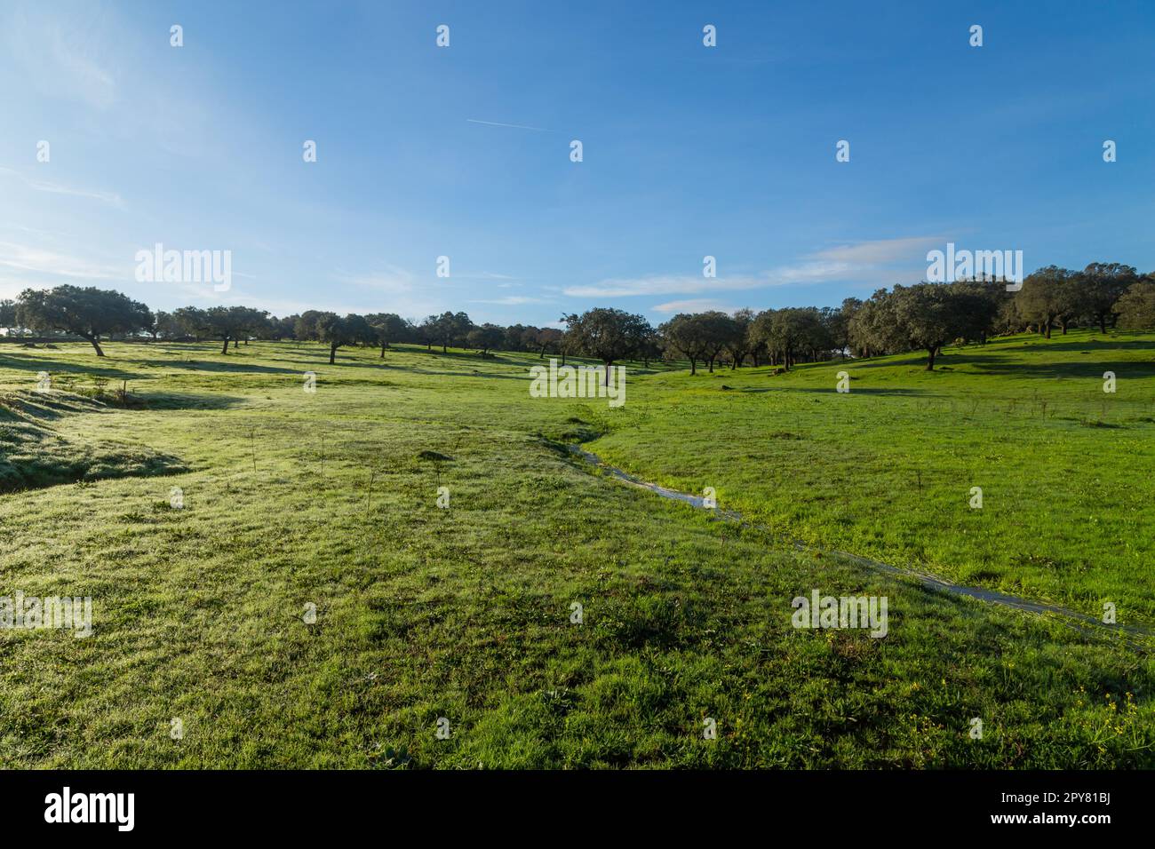 Korkeichenbäume in Extremadura Stockfoto