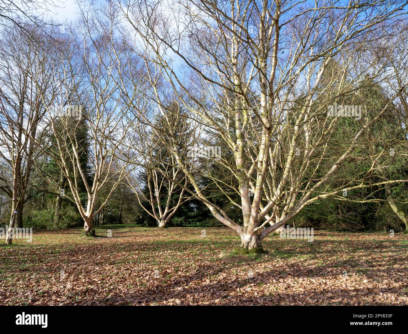 Ermans Birkenbäume Betula ermanii im Winter Stockfoto