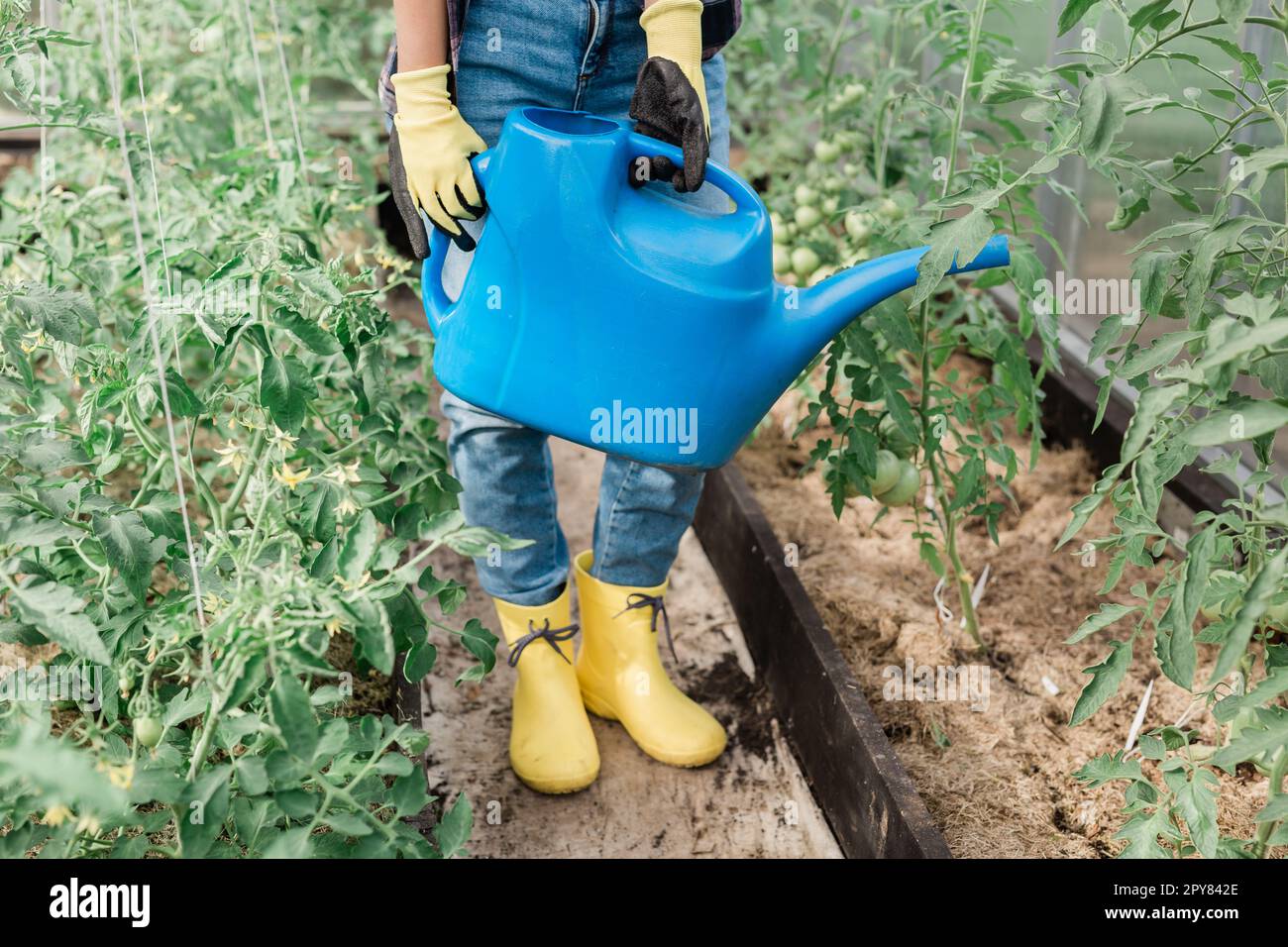 Bewässernder Gemüsegarten. Nahaufnahme Gärtnerin in Handschuhen Wasserbetten mit Bio-Gemüse. Pflege von Tomatenpflanzen im Gewächshaus. Stockfoto