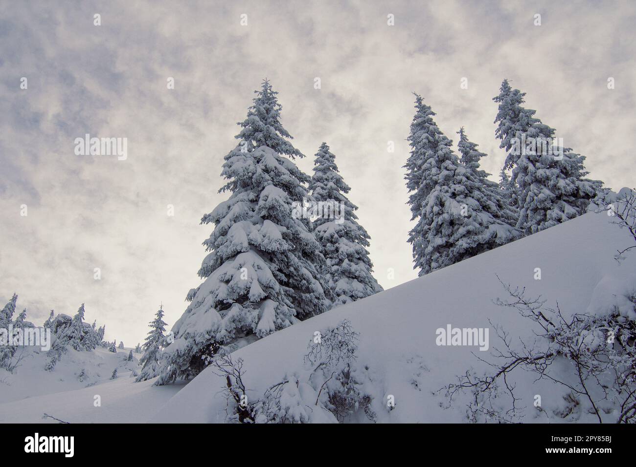 Hoch aufragende schneebedeckte immergrüne Bäume, Landschaftsfoto Stockfoto