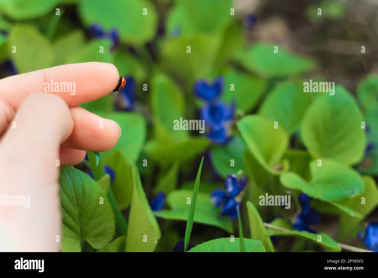 Nahaufnahme winziger Insekten auf Fingern Konzeptfoto Stockfoto