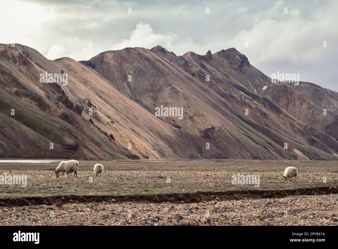 Schafe grasen auf einem Landschaftsfoto Stockfoto