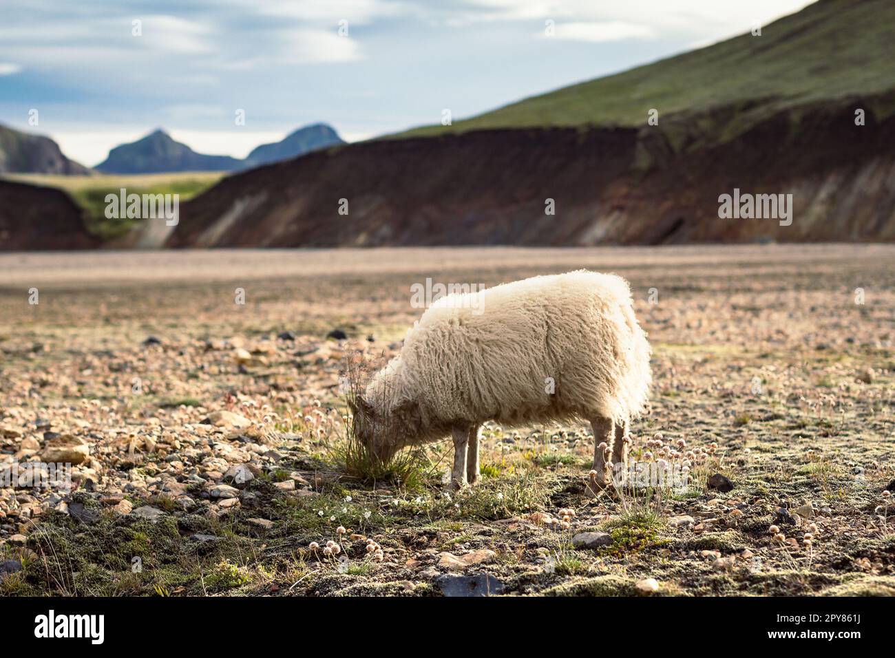 Schafe fressen Gras auf einer Weide, Landschaftsfoto Stockfoto