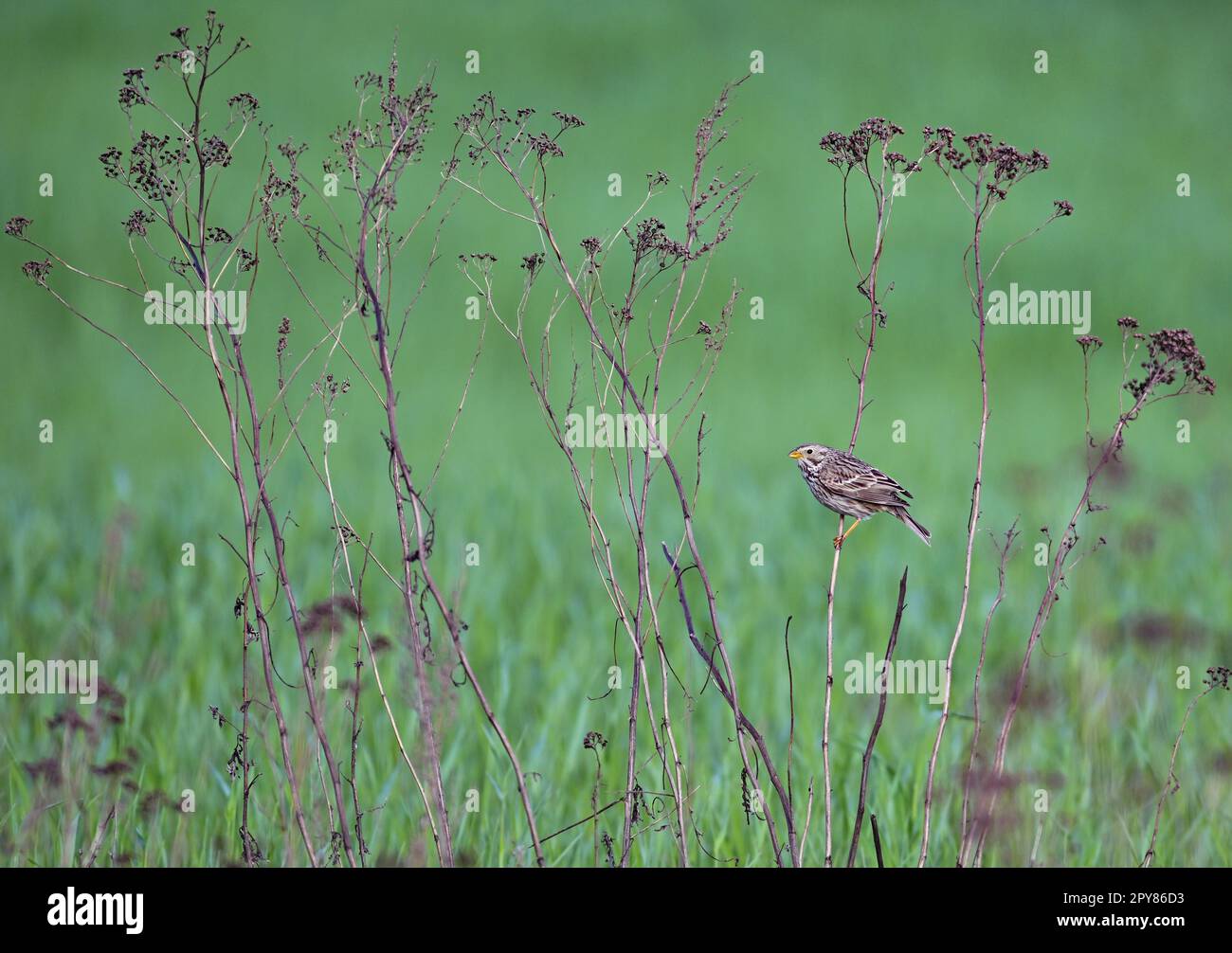 Sieversdorf, Deutschland. 02. Mai 2023. Eine Maisbeute (Emberiza calandra) hat einen trockenen Stamm einer Pflanze als Ruheplatz am Rande eines Feldes ausgewählt. Der Corn Bunting ist ein singvogel und bevorzugt offene Landschaften. Kredit: Patrick Pleul/dpa/ZB/dpa/Alamy Live News Stockfoto