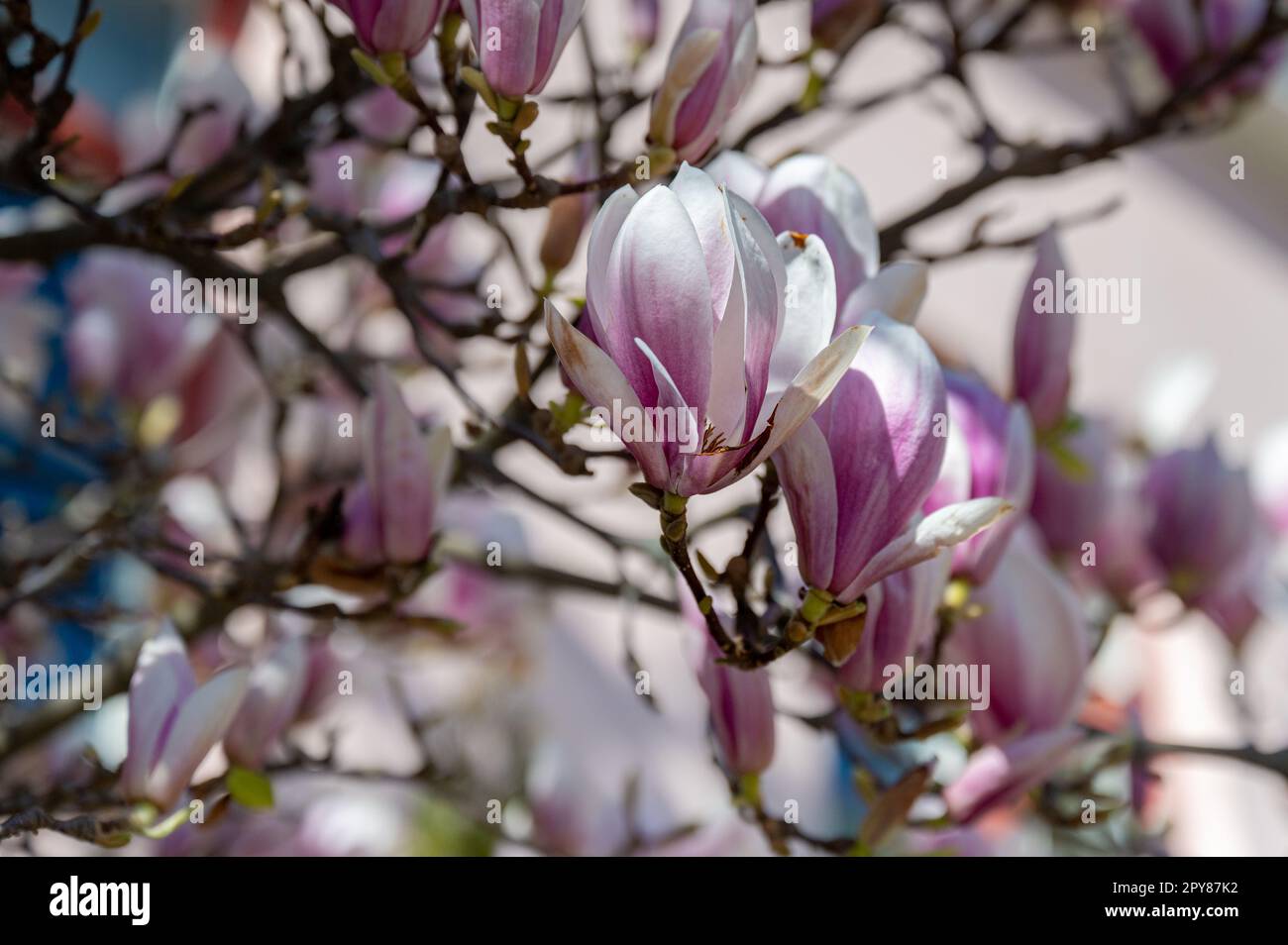 Nahaufnahme einer blühenden Magnolie im Stadtpark Strömparken während des Frühlings in Norrköping, Schweden. Stockfoto