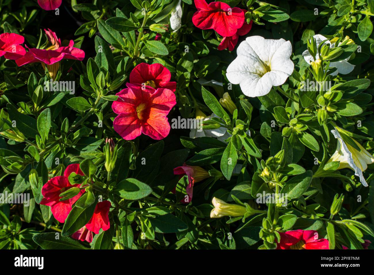 Calibrachoa „Million Bells“, Flower, Pruhonice, Tschechische Republik, April 27, 2023. (CTK Photo/Libor Sojka) Stockfoto