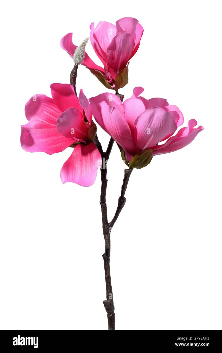 Magnolienzweig mit rosafarbenen Blumen auf weißem Hintergrund, Textilmaterial Stockfoto