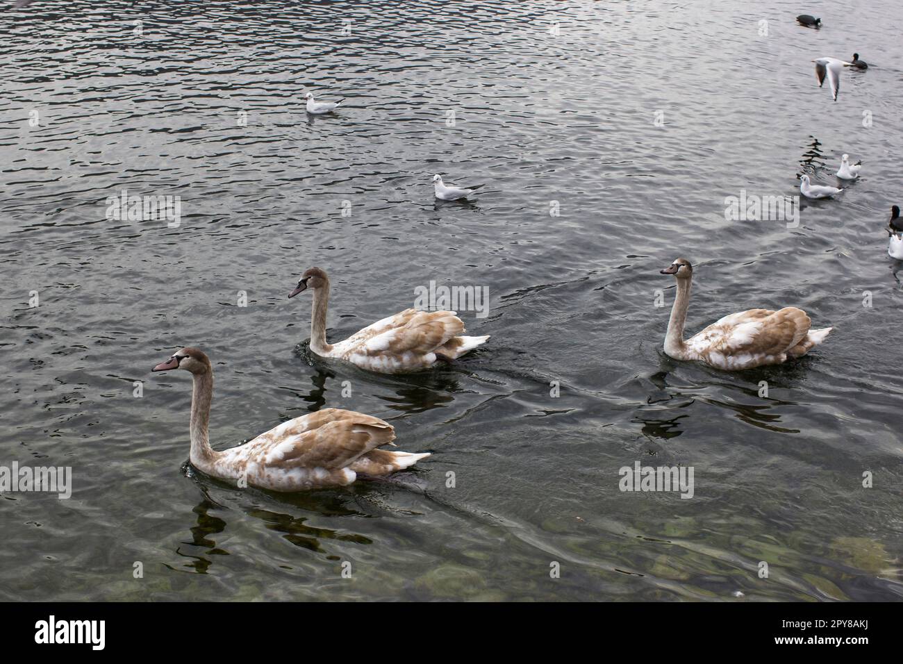 Wasservögel in Gmunden am Traunsee, Österreich, Europa Stockfoto