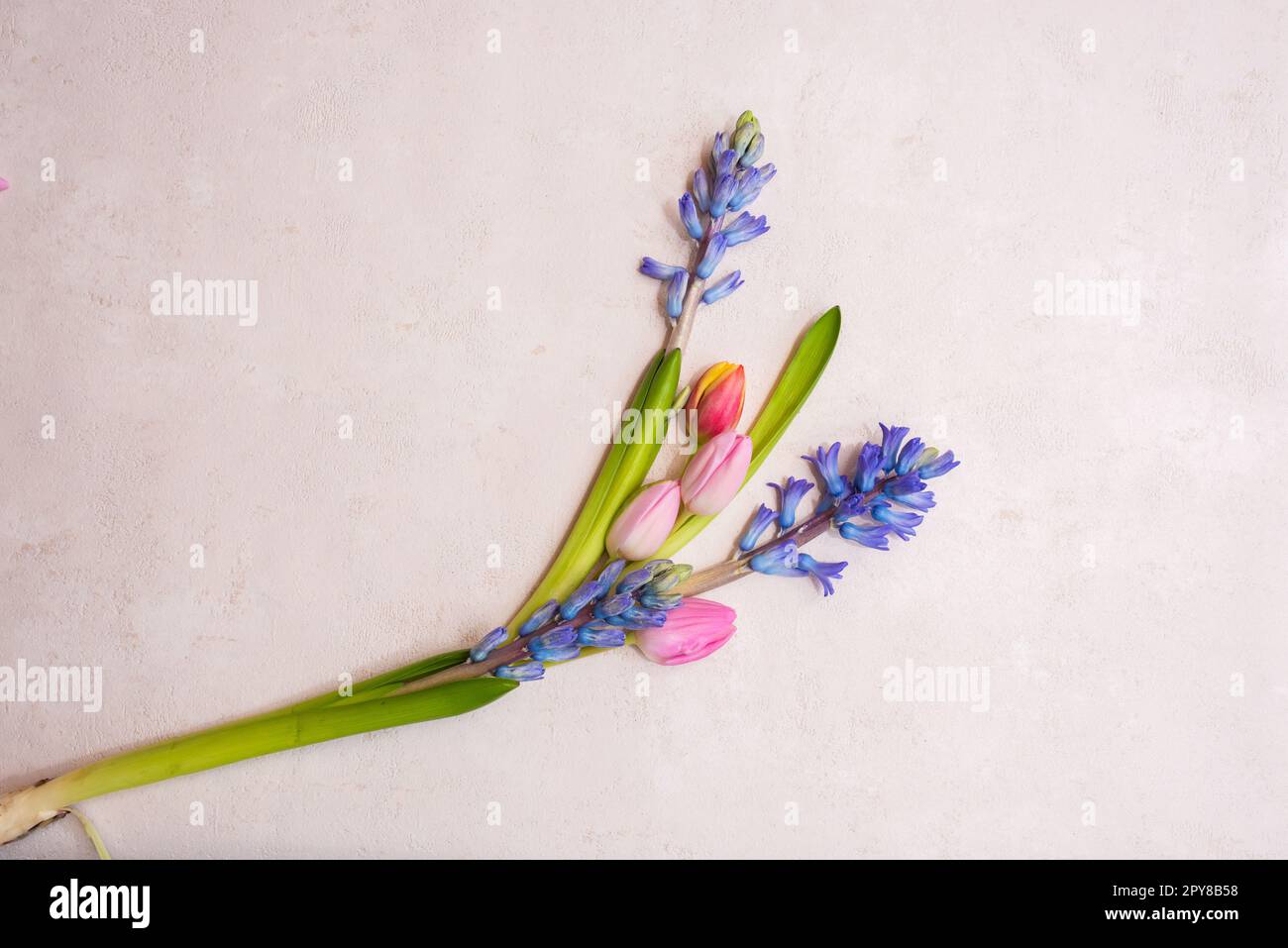 Frühlingsanordnung mit Tulpen und Hyazinthen Stockfoto