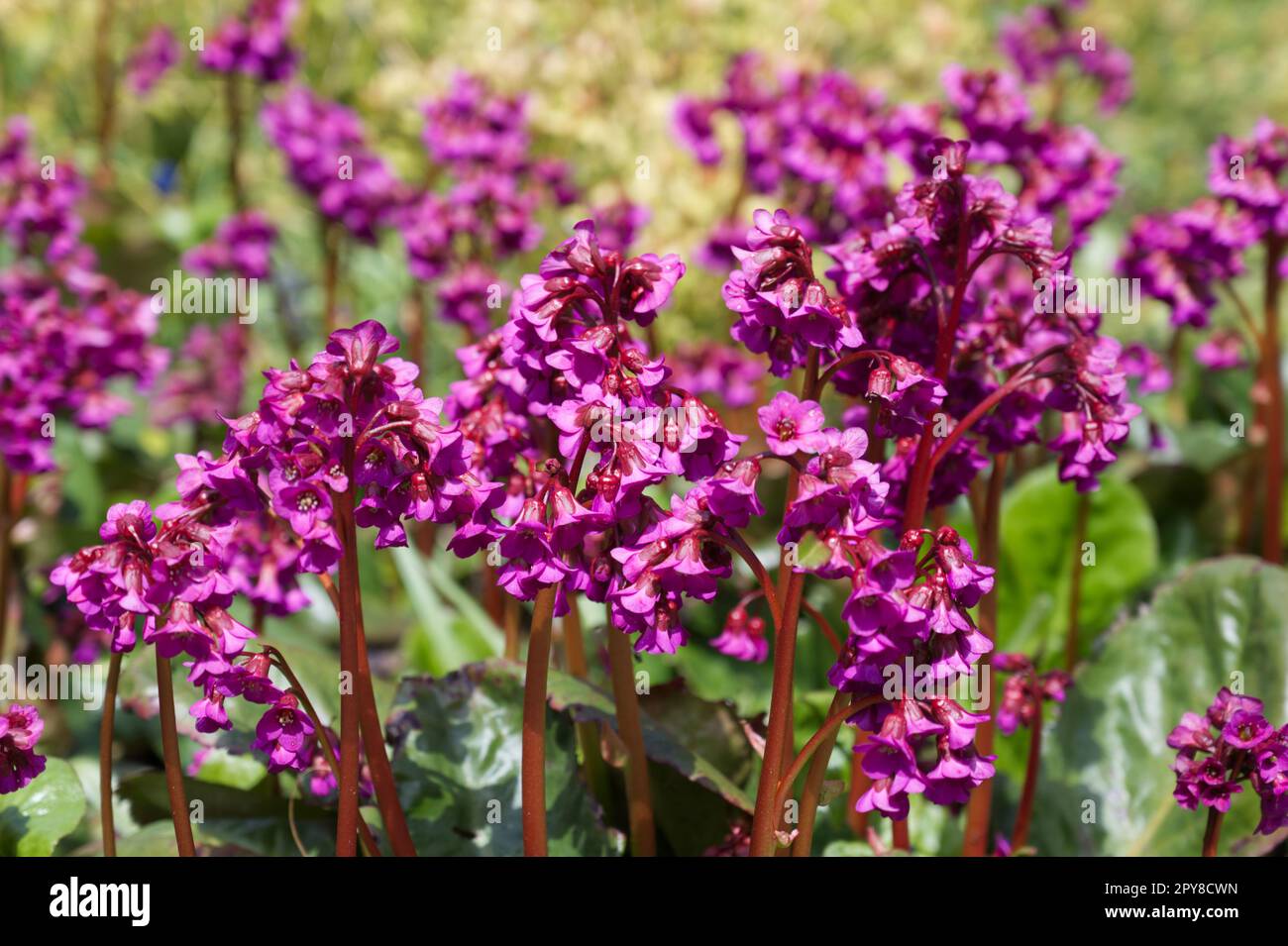 Leuchtende, magentarote Frühlingsblumen von Bergenien im britischen Garten April Stockfoto