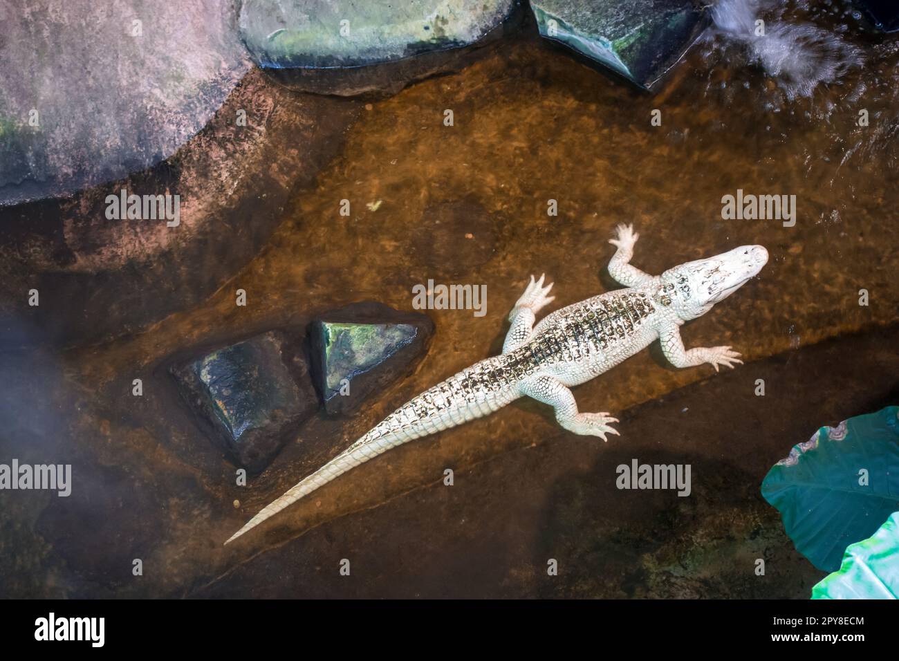 Weißer Albino-Alligator im Aquarium Stockfoto