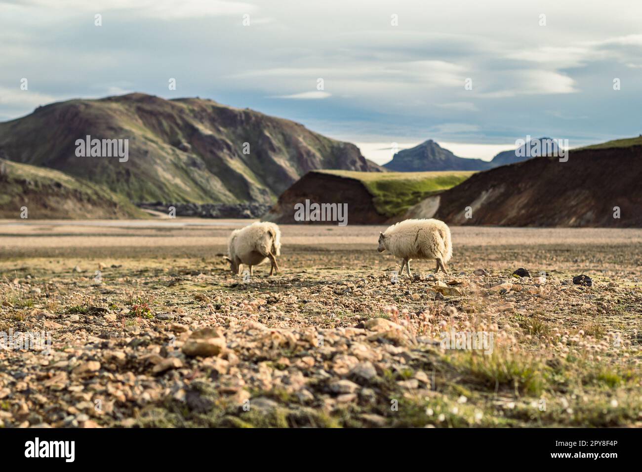 Flauschige Schafe auf Weide Landschaftsfoto Stockfoto