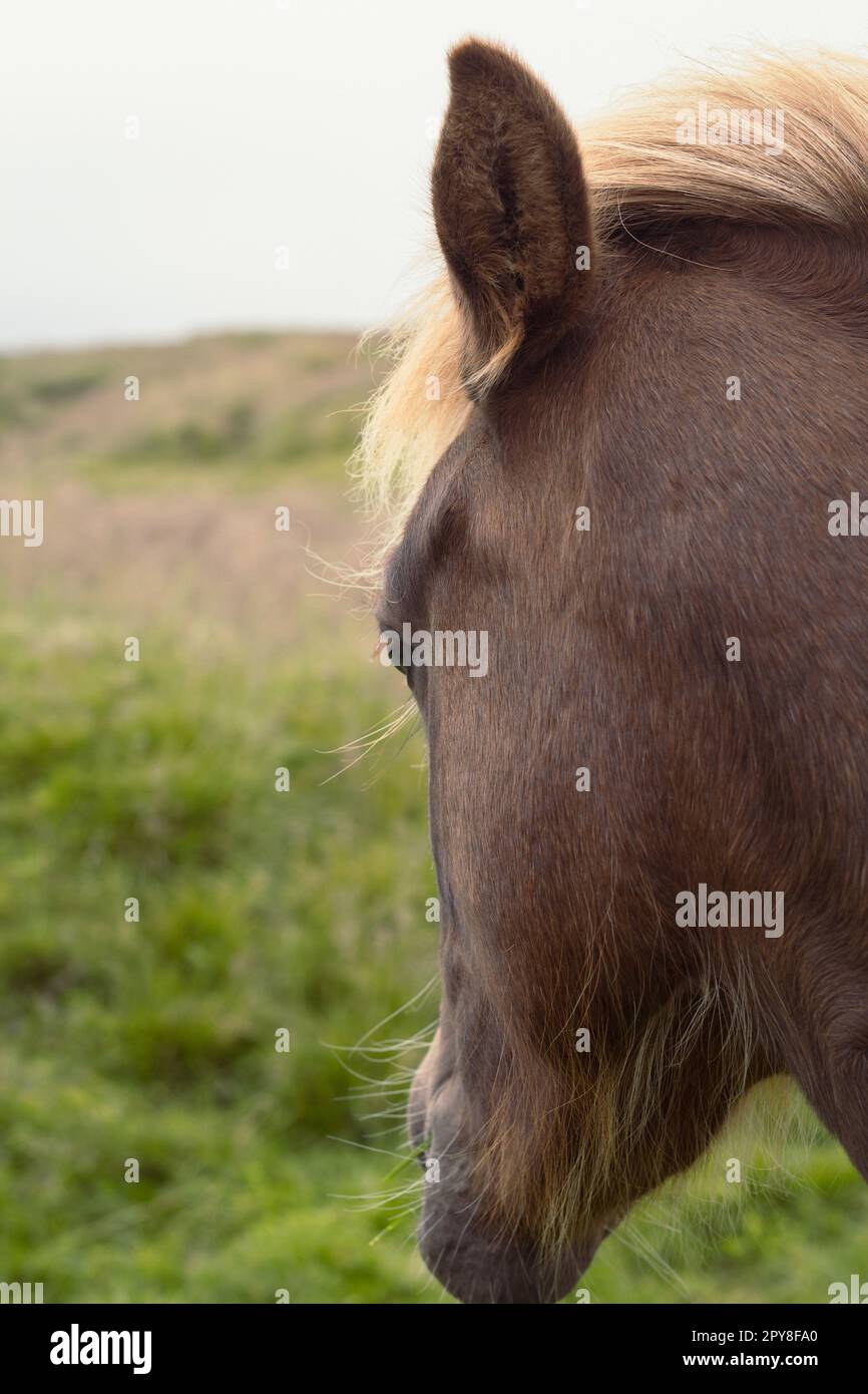 Nahaufnahme Kopf des Braunpferdes Konzeptfotos Stockfoto