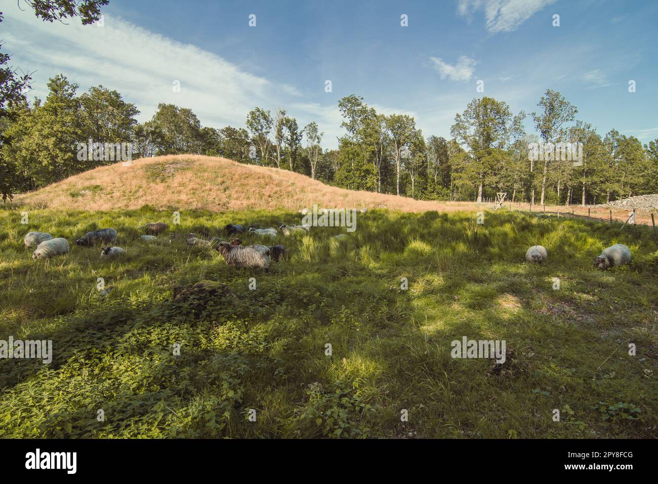 Wollschafe, die auf einer Wiesenlandschaft weiden Stockfoto