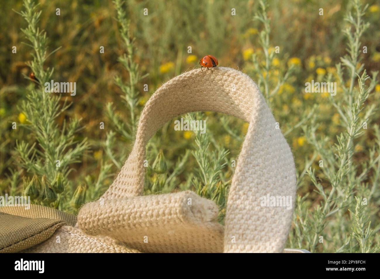Nahaufnahme des Marienkäfers auf dem Taschengriff im Konzeptfoto des Sommerfeldes Stockfoto
