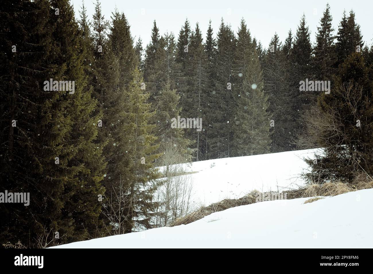 Wilder Tannenwald bei einem Foto der Schneefalllandschaft Stockfoto
