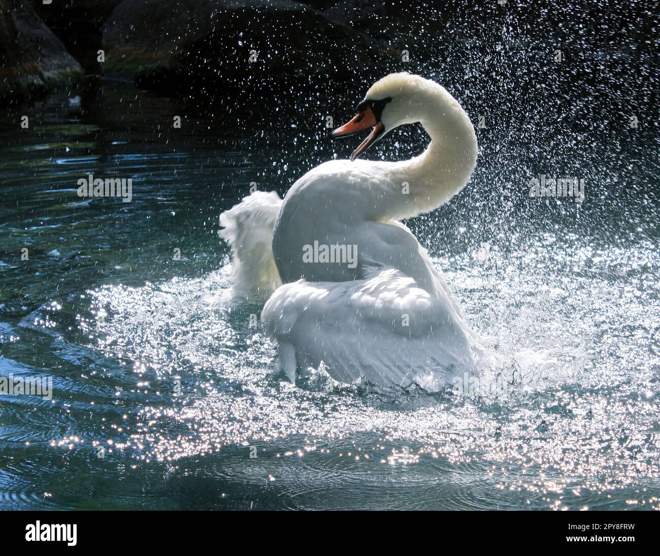 Nahaufnahme des verspielten Schwans in einem Teich Konzeptfoto Stockfoto