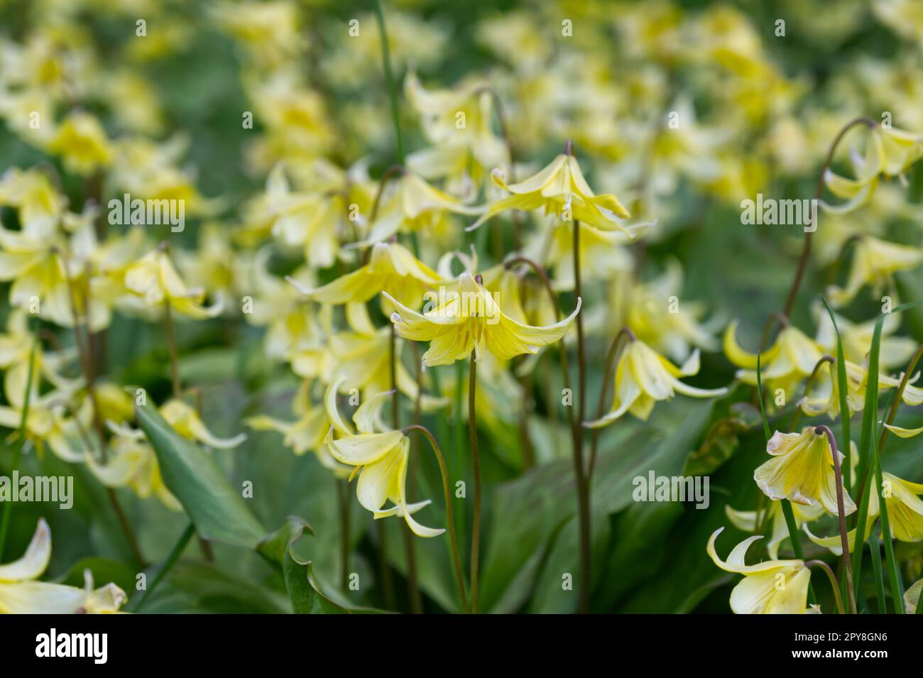 Frühlingsblumen von Erythronium „Pagoda“, gelbes Hundezahnviolett im britischen Garten April Stockfoto