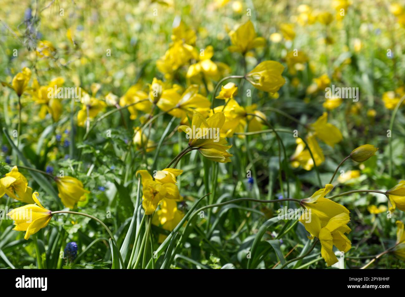 Gelbe Frühlingsblumen von wilden Tulpen, Tulipa sylvestris im britischen Garten April Stockfoto