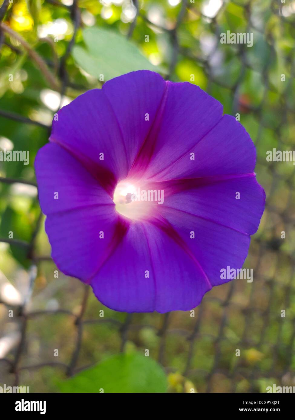 Ipomoea Blume aus der Nähe Stockfoto