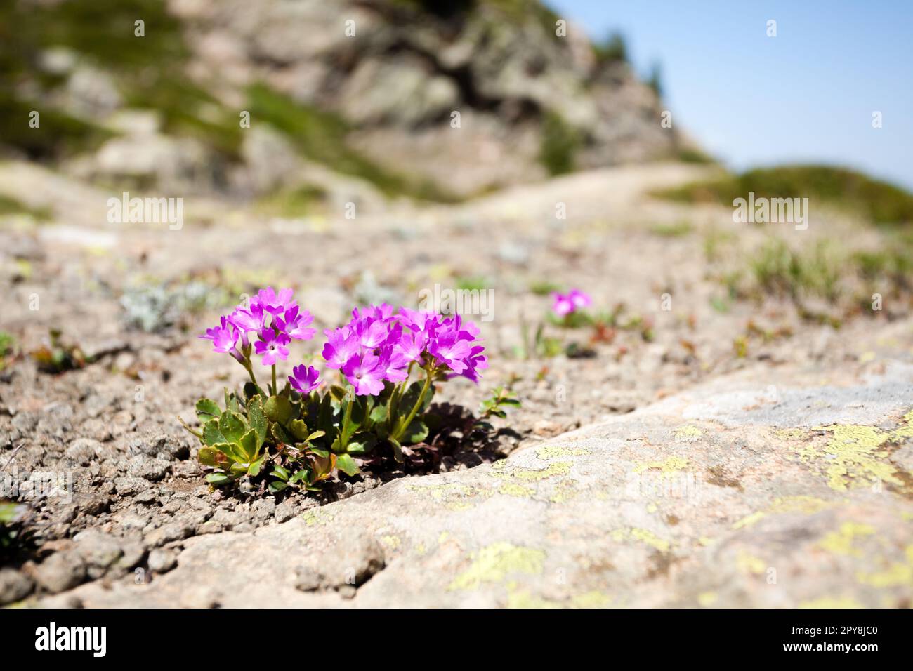 Blick auf lila Bergblumen Stockfoto
