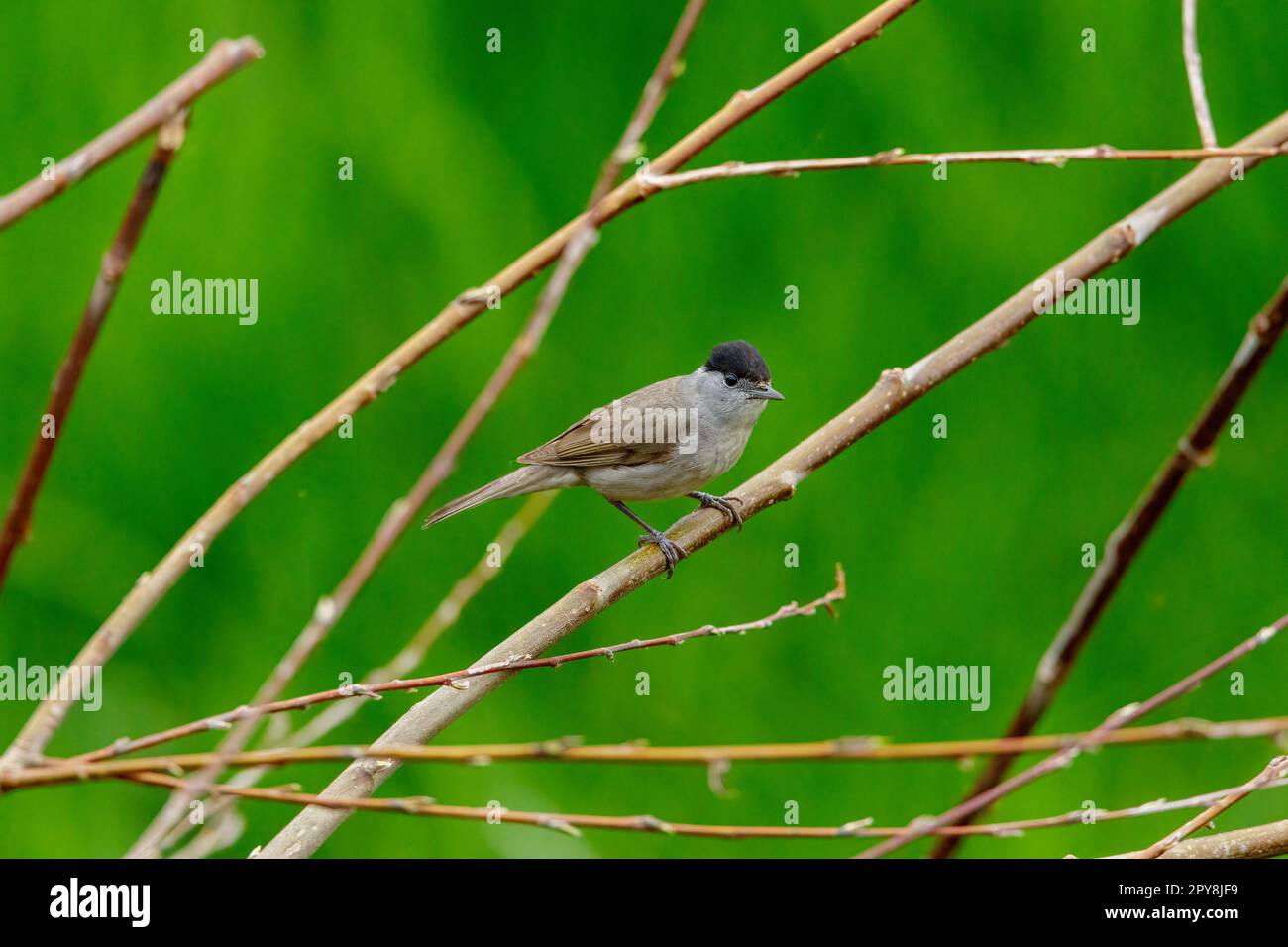 Ein weißer Hals in freier Wildbahn Stockfoto