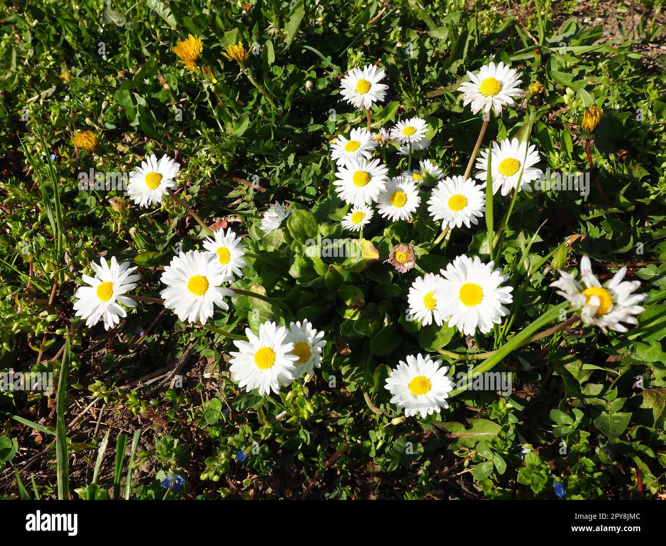Bellis perennis. Daisy blüht im Frühling auf dem Rasen. Wunderschöne weiße Blumen auf dem Feld. Gänseblümchen als Wildblumen Stockfoto