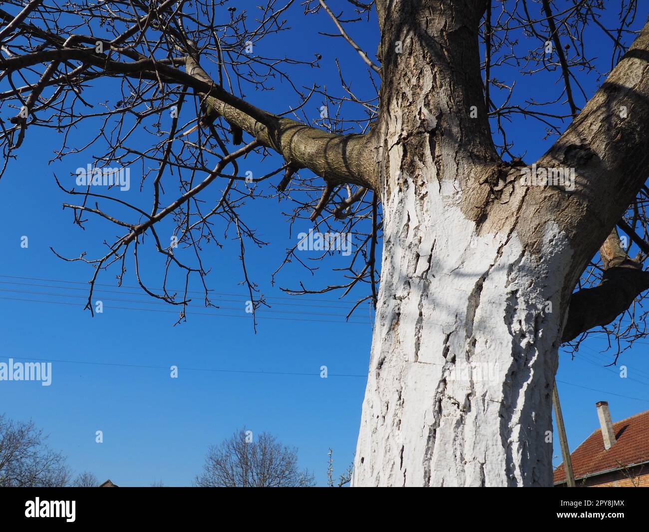Weißer Stamm eines Obstbaums. Schutz des Baumes vor Insekten - Schädlinge. Walnussbaum ohne Blätter. Landwirtschaftliche und gartenbauliche Arbeiten im Frühjahr. Weiße Farbe auf der Rinde. Blauer Himmel Stockfoto