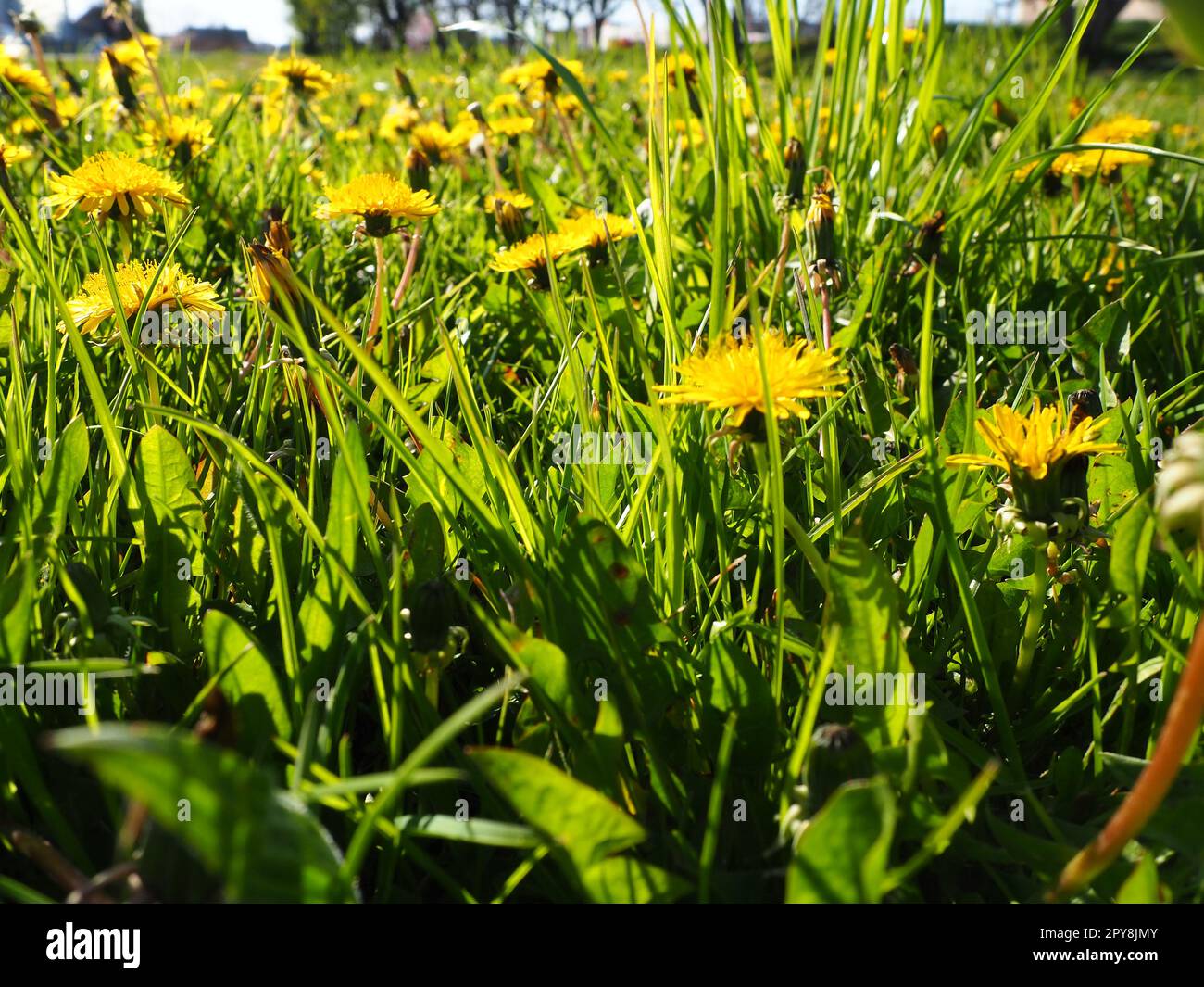 Löwenzahn bläst, Nahaufnahme der leuchtend gelben Taraxacumblüten vor dem Hintergrund von grünem Gras in einem Sommergarten. Gelbes Blumenfeld Stockfoto