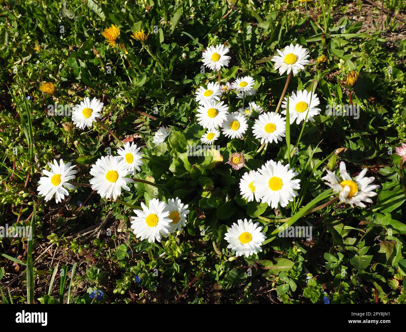 Bellis perennis. Daisy blüht im Frühling auf dem Rasen. Wunderschöne weiße Blumen auf dem Feld. Gänseblümchen als Wildblumen Stockfoto