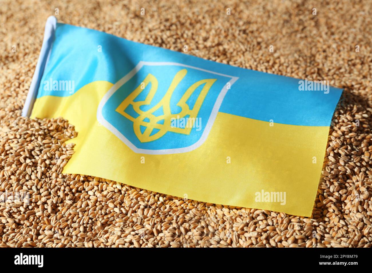 Staatsflagge der Ukraine auf Weizenkörnern, Schließung. Das Konzept der globalen Nahrungsmittelkrise Stockfoto